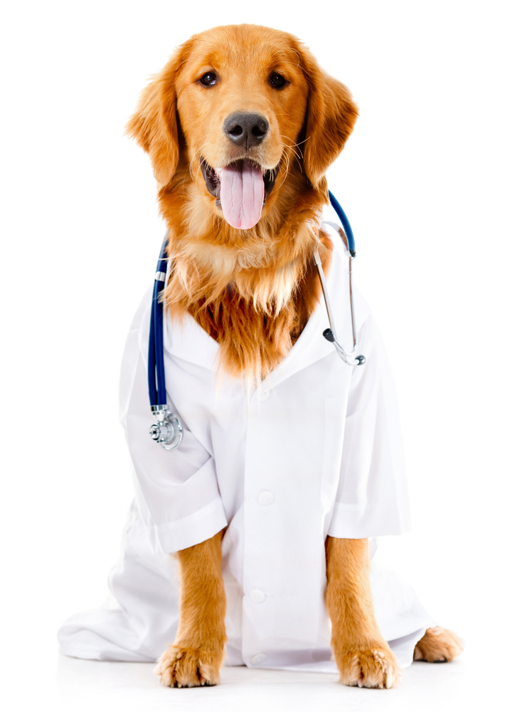 How to Get an International Health Certificate for Your Pet